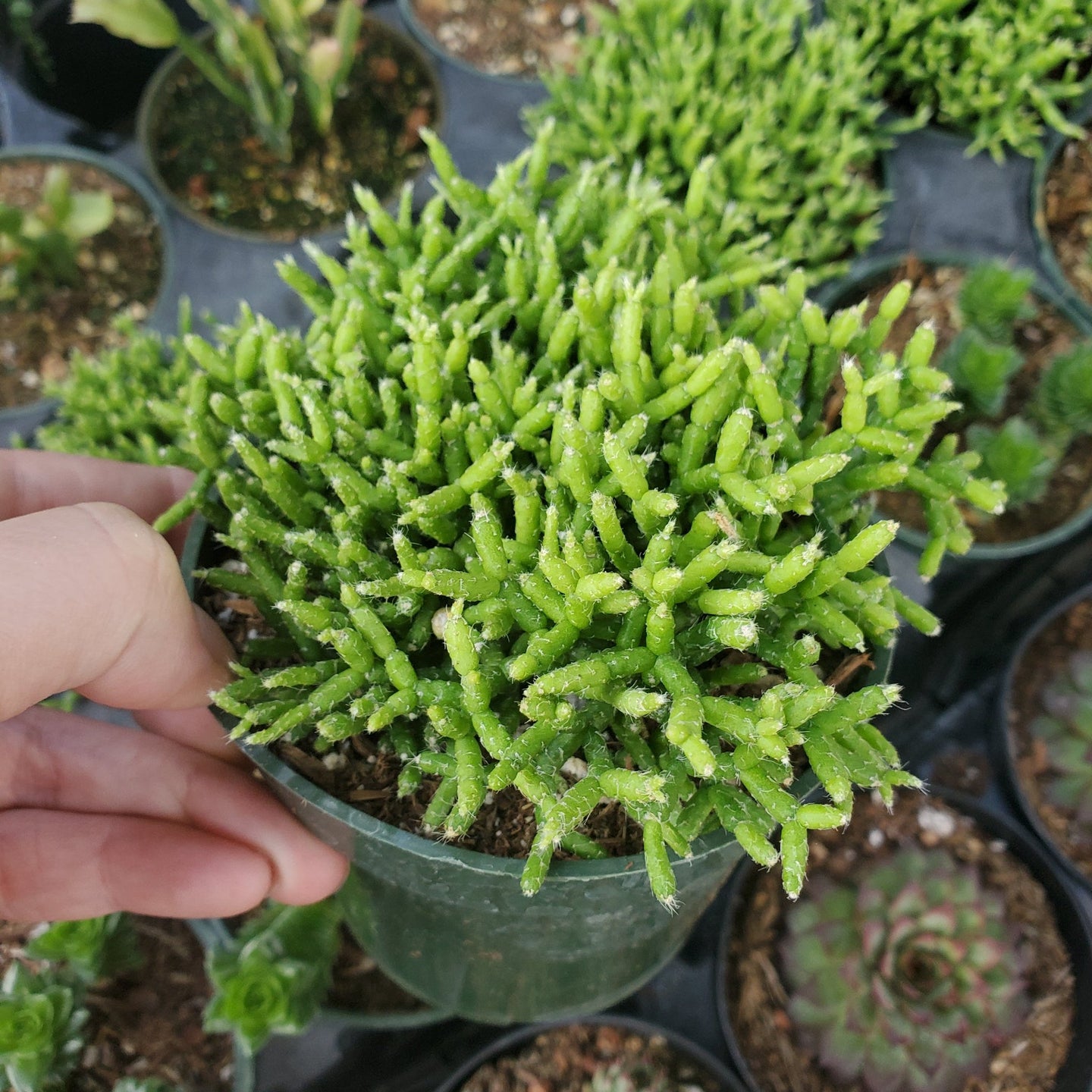 Rhipsalis  cereuscula 'Coral Cactus'
